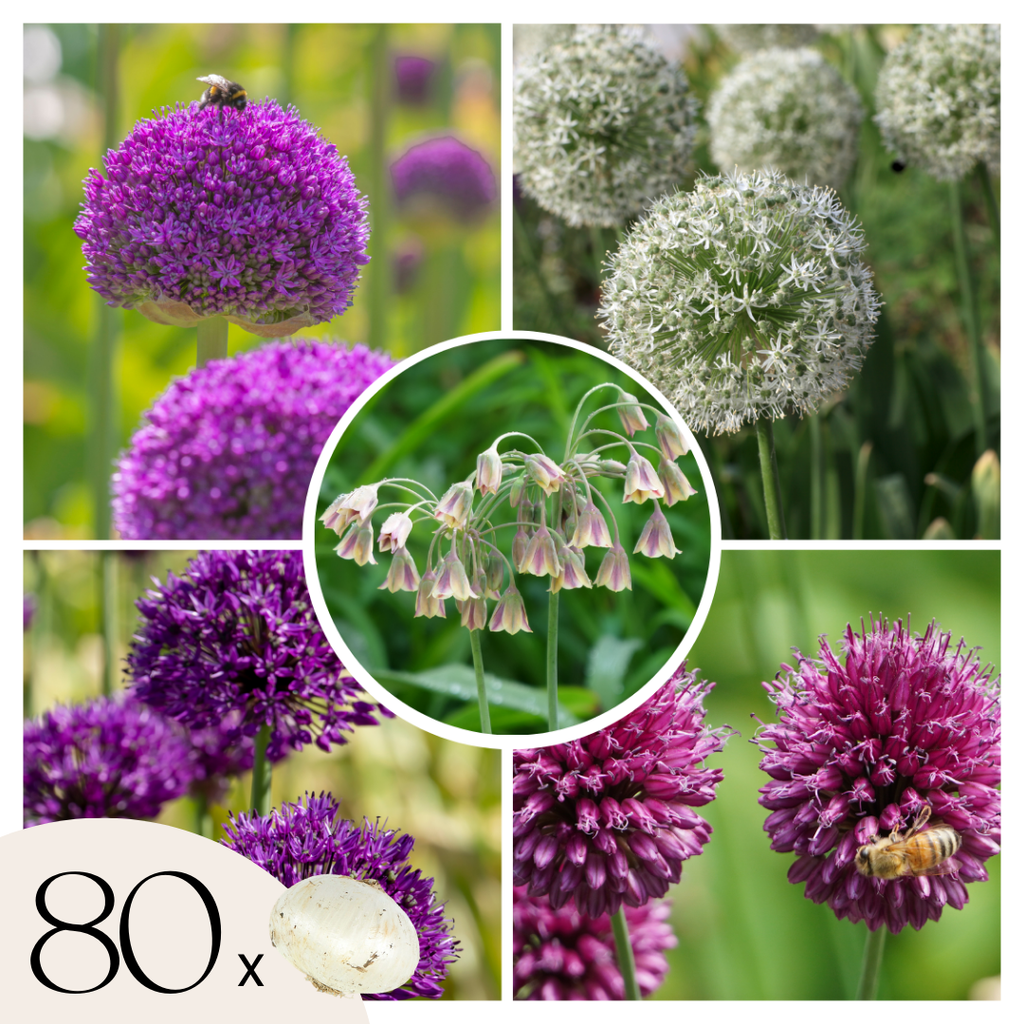 Mélange De 80 Alliums D'Ornement – Plante D'Extérieur