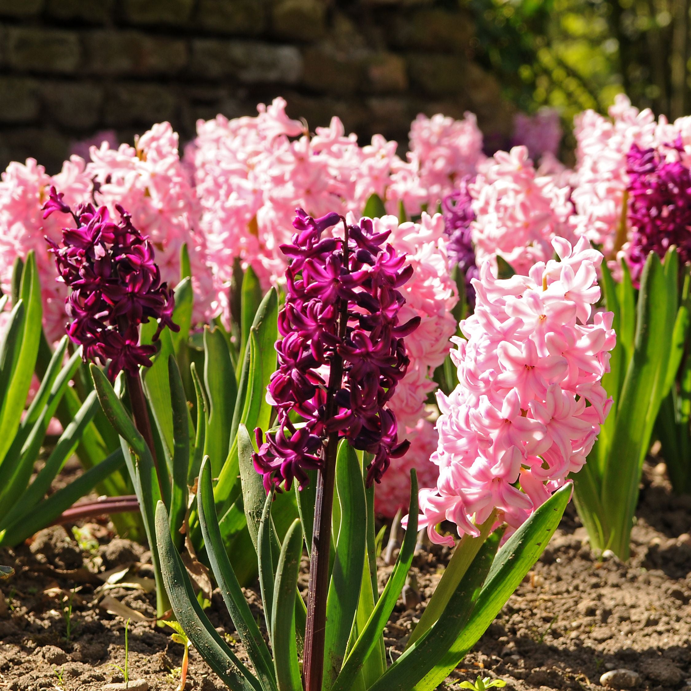 Mélange De 20 Jacinthes Pastel – Plante D'Extérieur