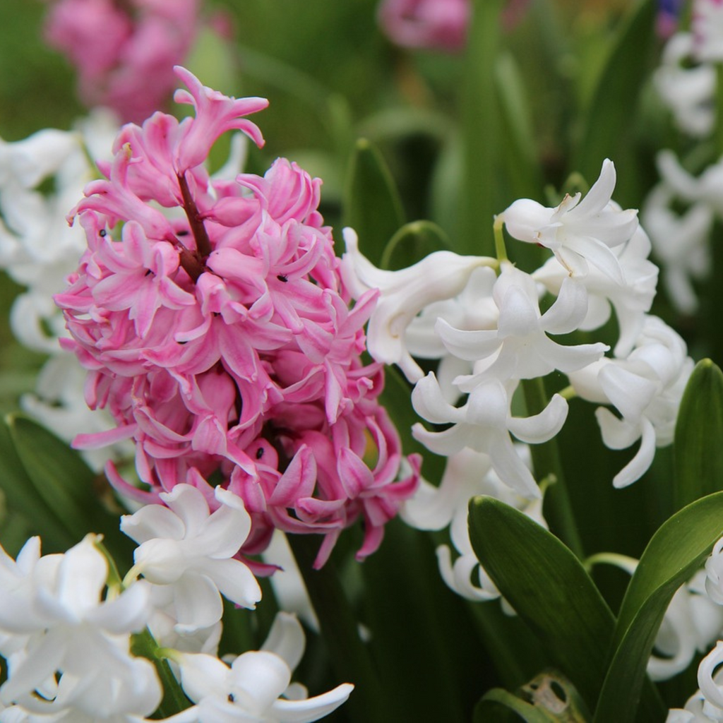 Mélange De 20 Jacinthes Pastel – Plante D'Extérieur