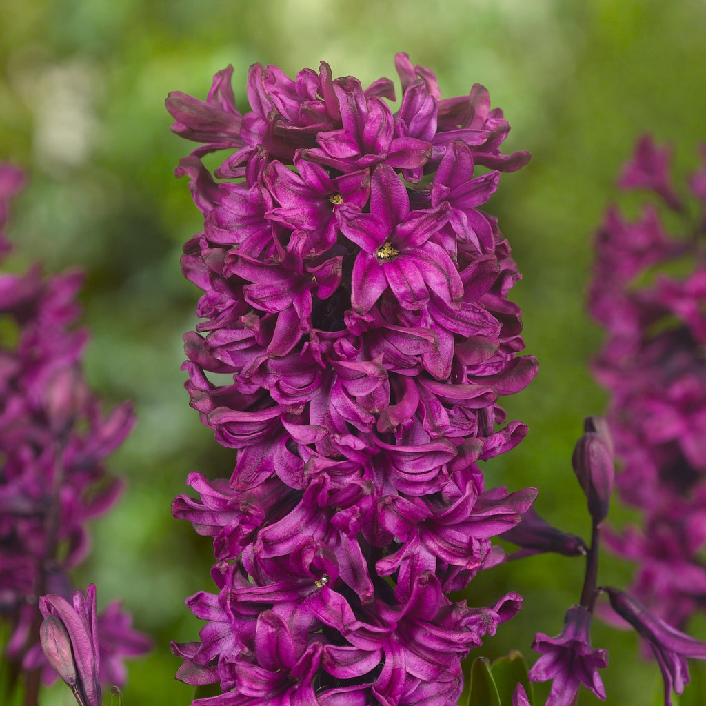 Mélange De 20 Jacinthes Pastel – Plante D'Extérieur