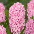 Mélange De 20 Jacinthes Pastel – Plante D'Extérieur
