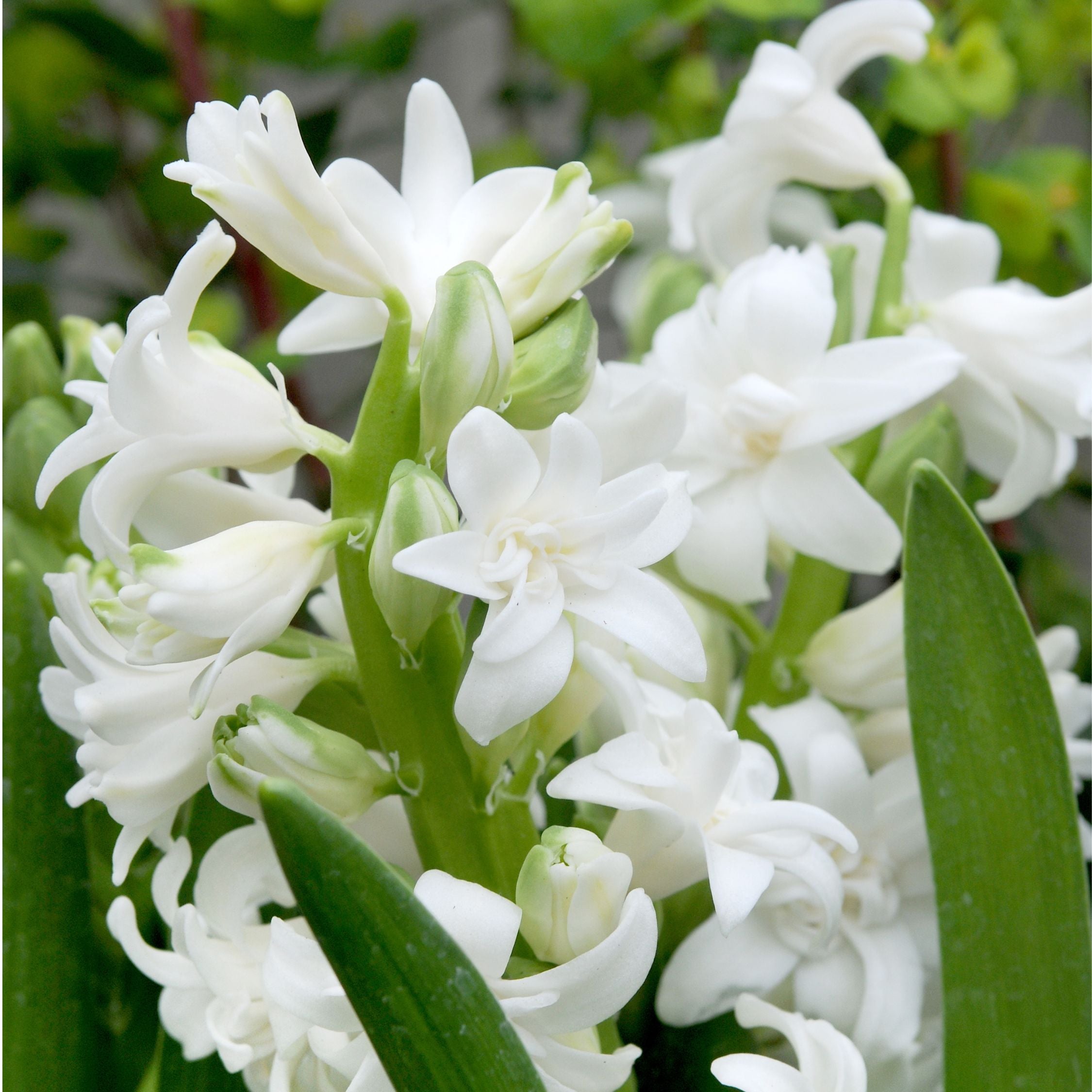 Mélange De 20 Jacinthes Pastel – Plante D'Extérieur