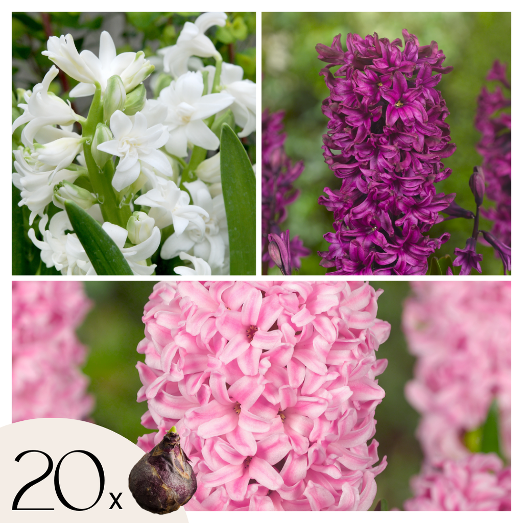 Mélange De 20 Jacinthes Pastel – Plante D'Extérieur