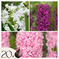 Mélange De 20 Jacinthes Pastel – Plante D'Extérieur