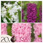 Mélange De 20 Jacinthes Pastel – Plante D'Extérieur