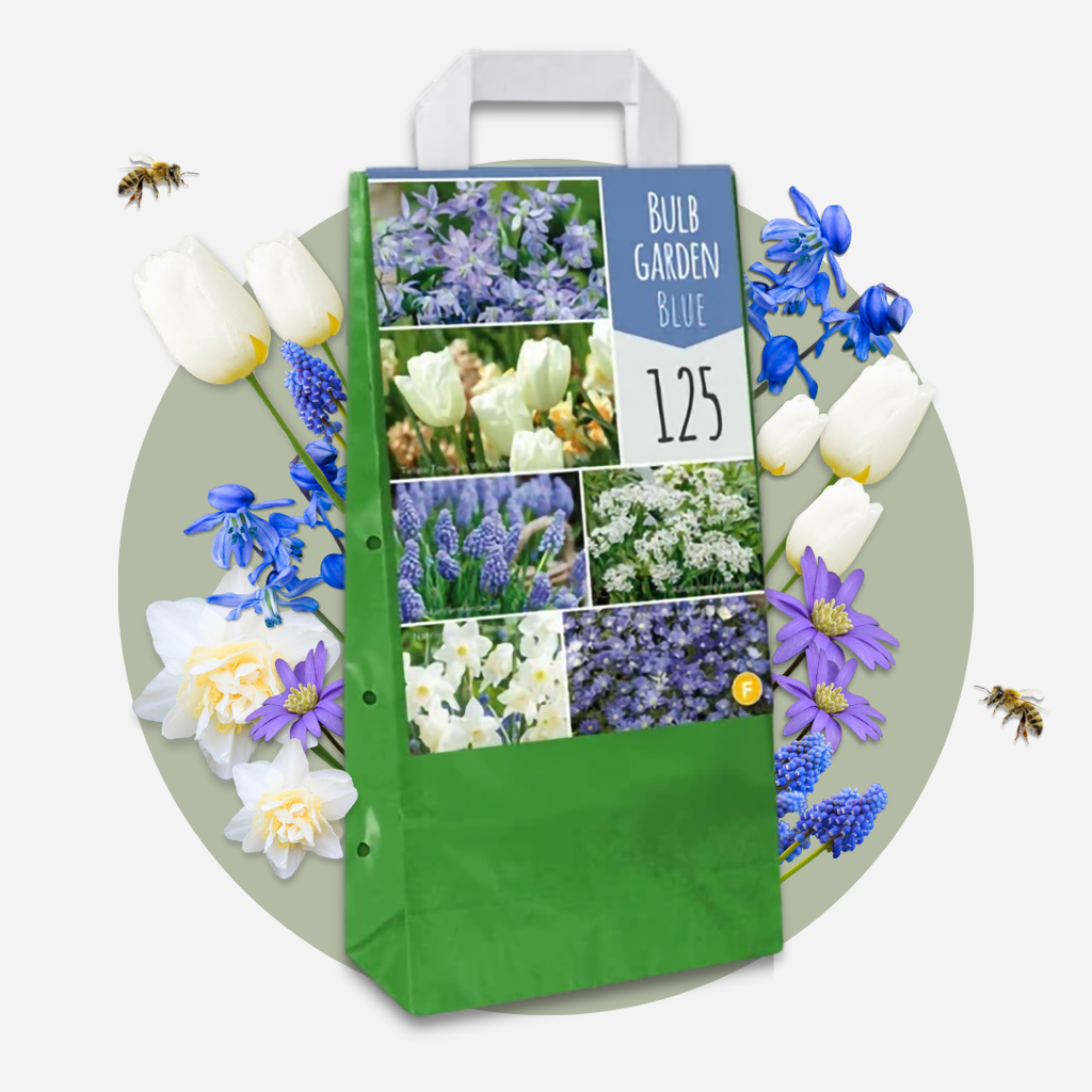 Mélange De 125 Bulbes De Printemps Bleus – Plante D'Extérieur