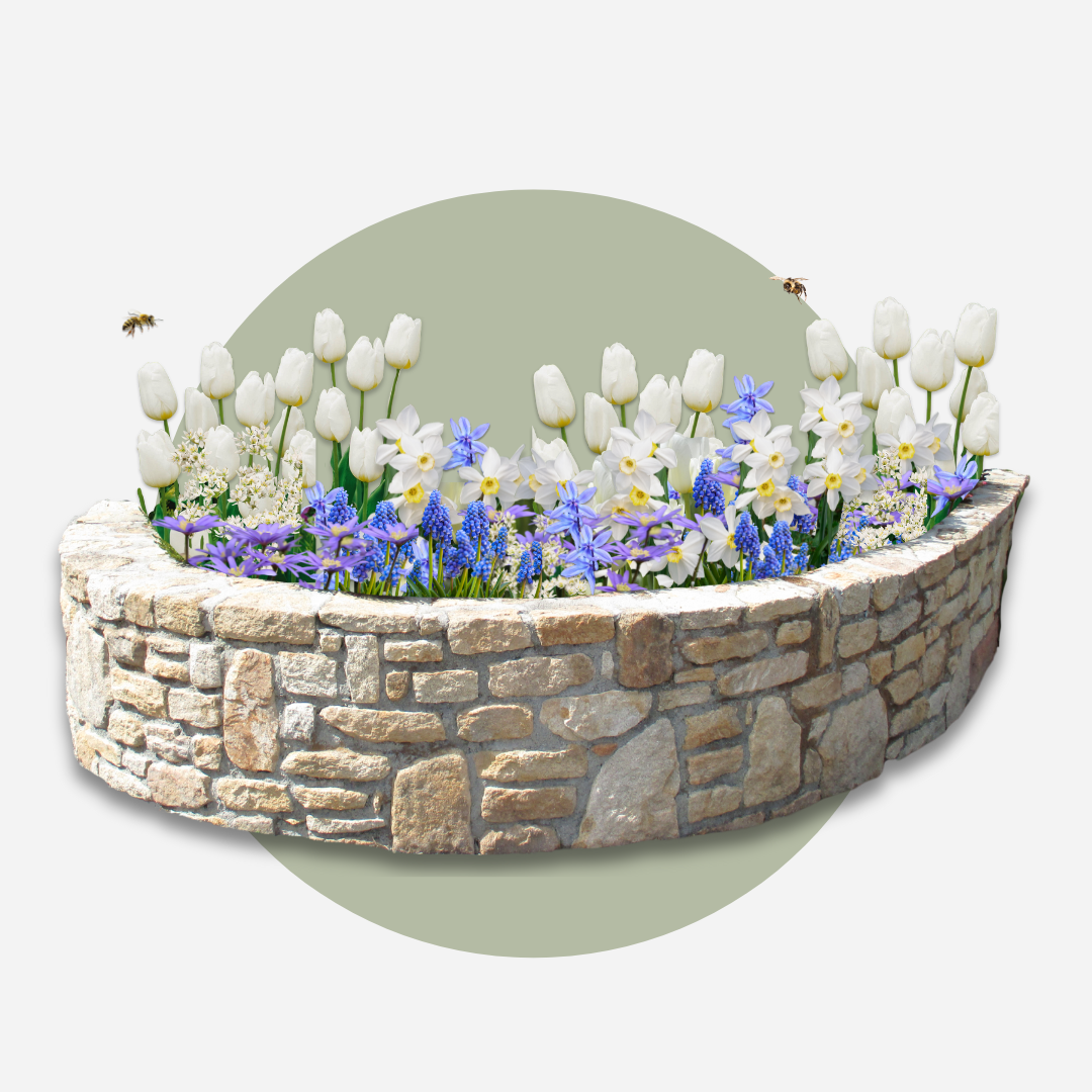 Mélange De 125 Bulbes De Printemps Bleus – Plante D'Extérieur