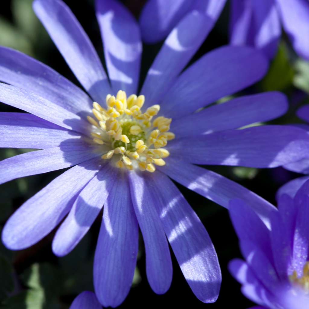 Mélange De 125 Bulbes De Printemps Bleus – Plante D'Extérieur