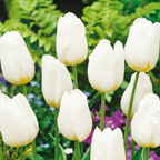Mélange De 125 Bulbes De Printemps Bleus – Plante D'Extérieur