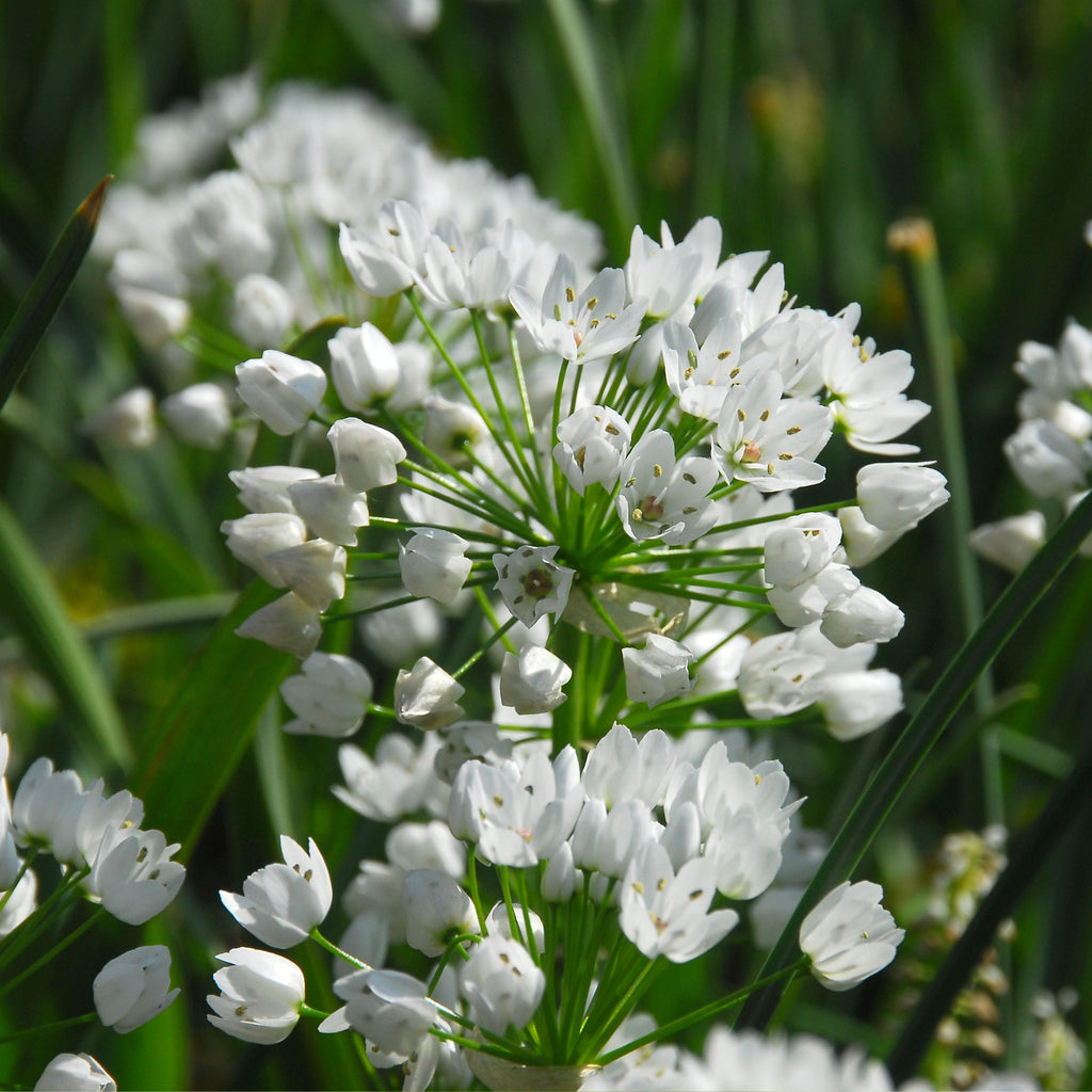 Mélange De 125 Bulbes De Printemps Bleus – Plante D'Extérieur