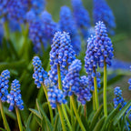 Mélange De 125 Bulbes De Printemps Bleus – Plante D'Extérieur