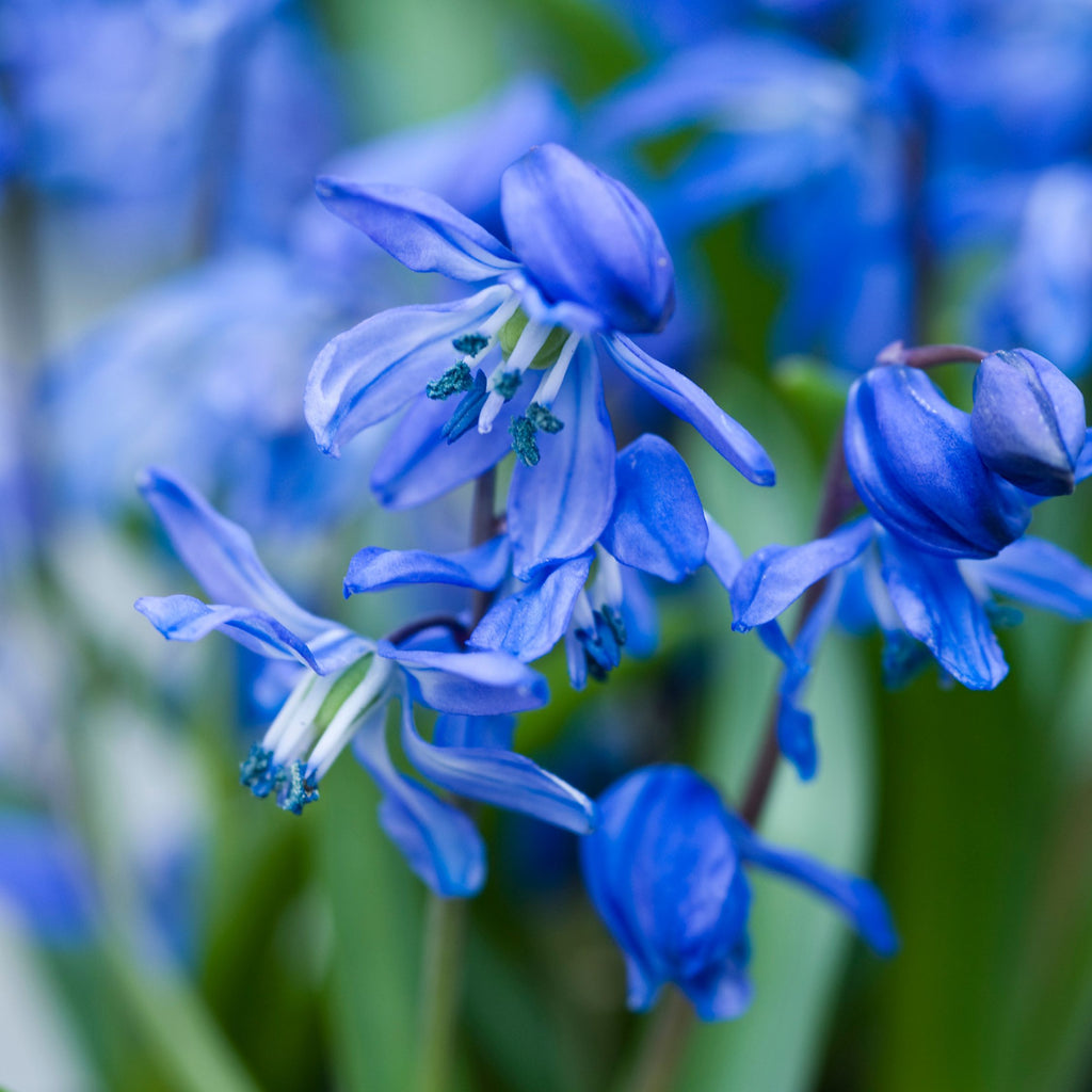Mélange De 125 Bulbes De Printemps Bleus – Plante D'Extérieur