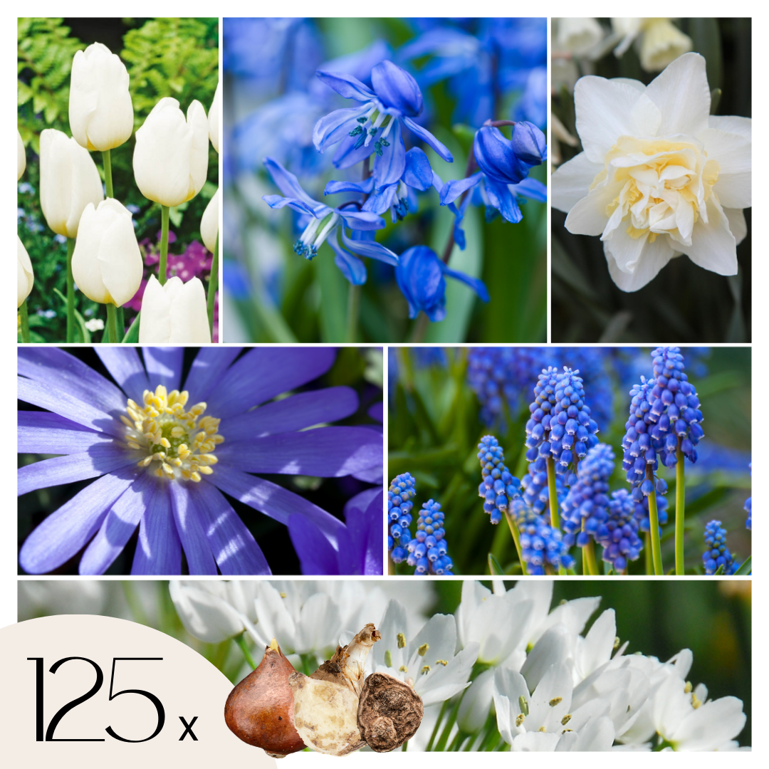 Mélange De 125 Bulbes De Printemps Bleus – Plante D'Extérieur