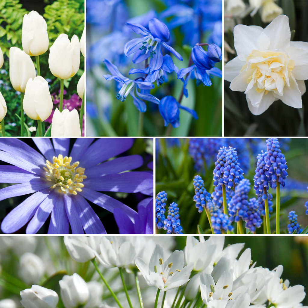 Mélange De 125 Bulbes De Printemps Bleus – Plante D'Extérieur