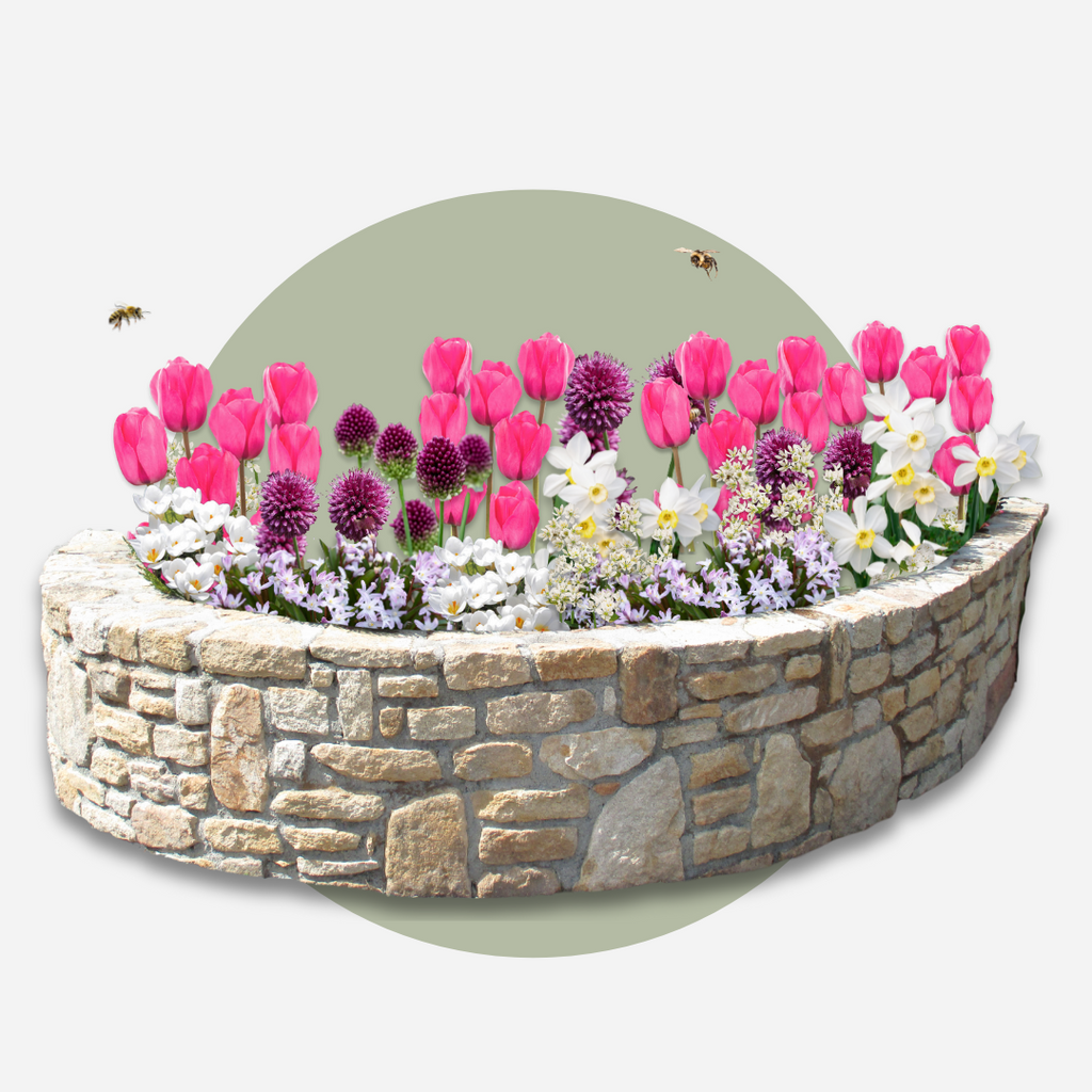 Mélange De 125 Bulbes De Printemps – Plante D'Extérieur