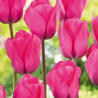 Mélange De 125 Bulbes De Printemps – Plante D'Extérieur