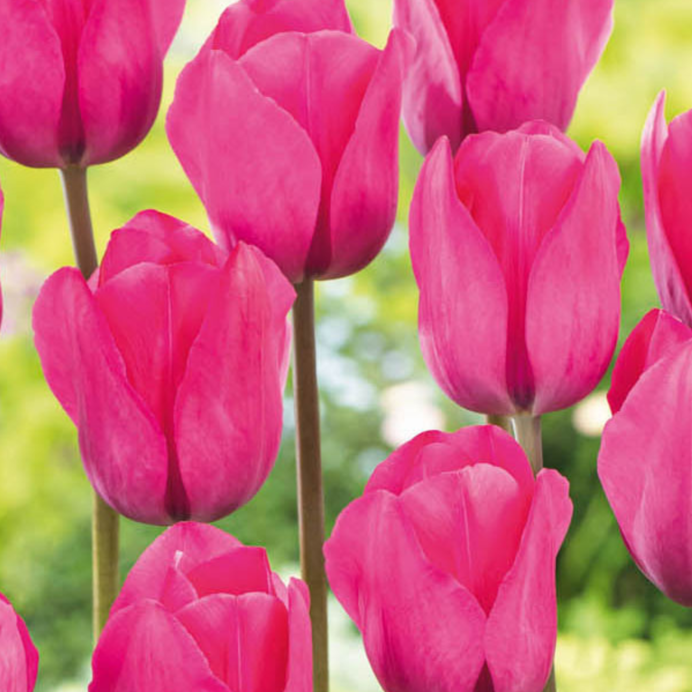 Mélange De 125 Bulbes De Printemps – Plante D'Extérieur
