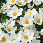 Mélange De 125 Bulbes De Printemps – Plante D'Extérieur