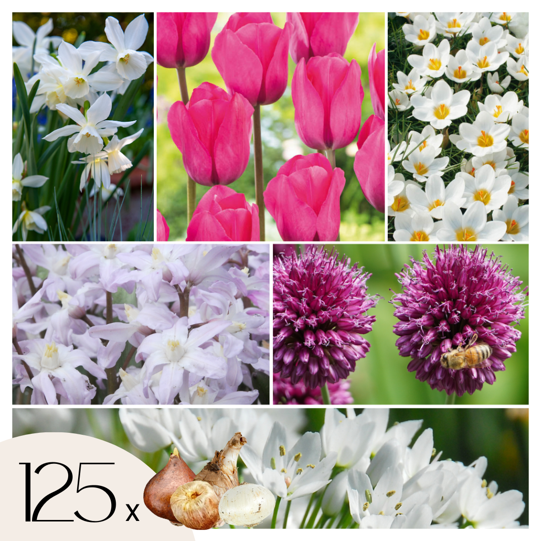 Mélange De 125 Bulbes De Printemps – Plante D'Extérieur
