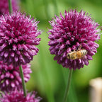 Mélange De 125 Bulbes De Printemps – Plante D'Extérieur