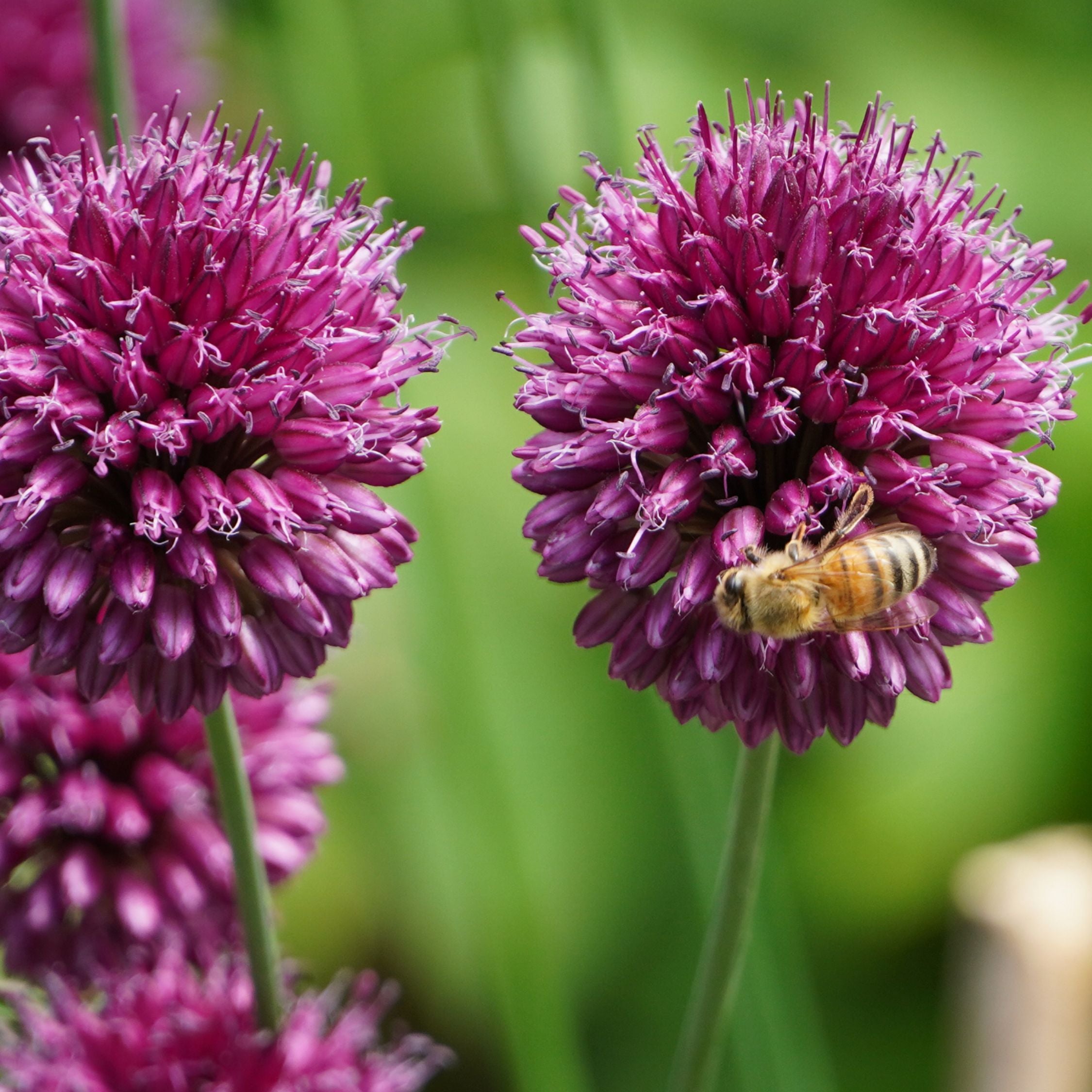 Mélange De 125 Bulbes De Printemps – Plante D'Extérieur