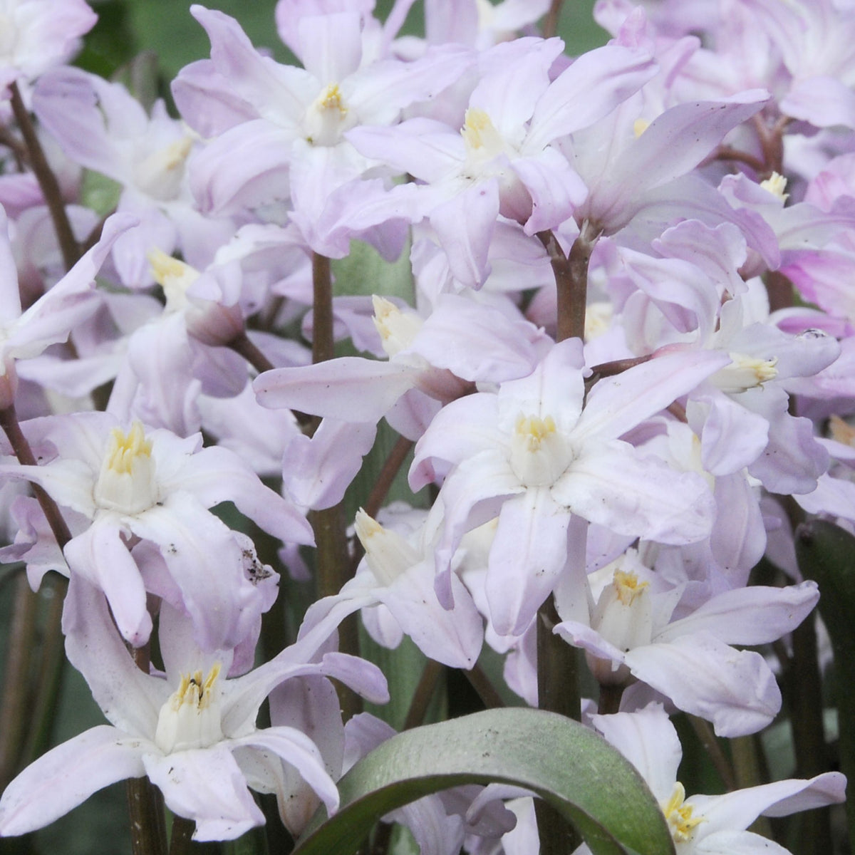 Mélange De 125 Bulbes De Printemps – Plante D'Extérieur