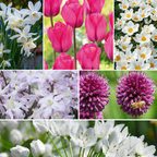 Mélange De 125 Bulbes De Printemps – Plante D'Extérieur