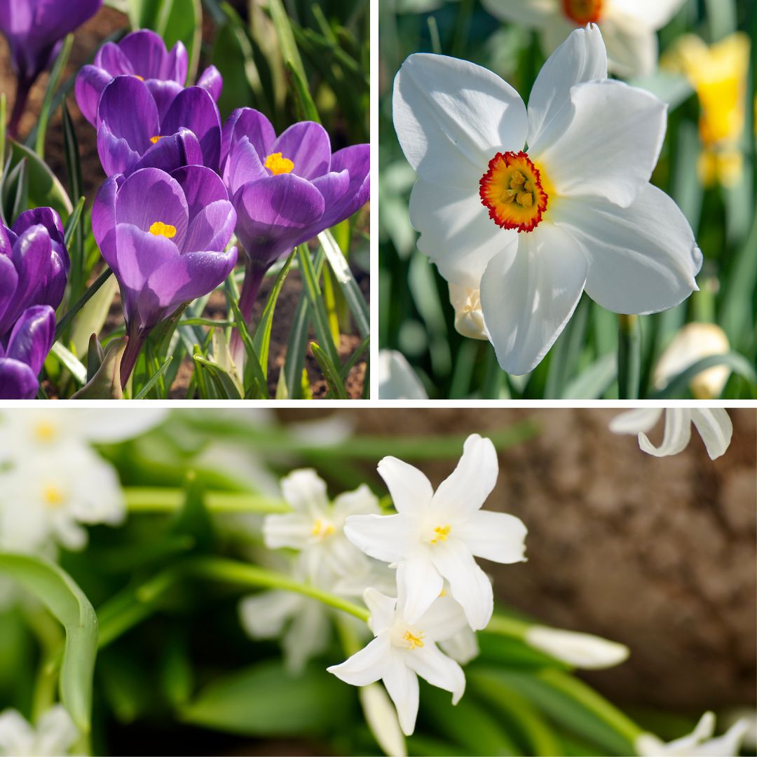 Mix of 50 Shadow Garden Bulbs – Outdoor Plant