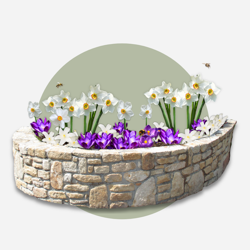 Mix of 50 Shadow Garden Bulbs – Outdoor Plant