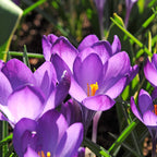 Mix of 50 Shadow Garden Bulbs – Outdoor Plant
