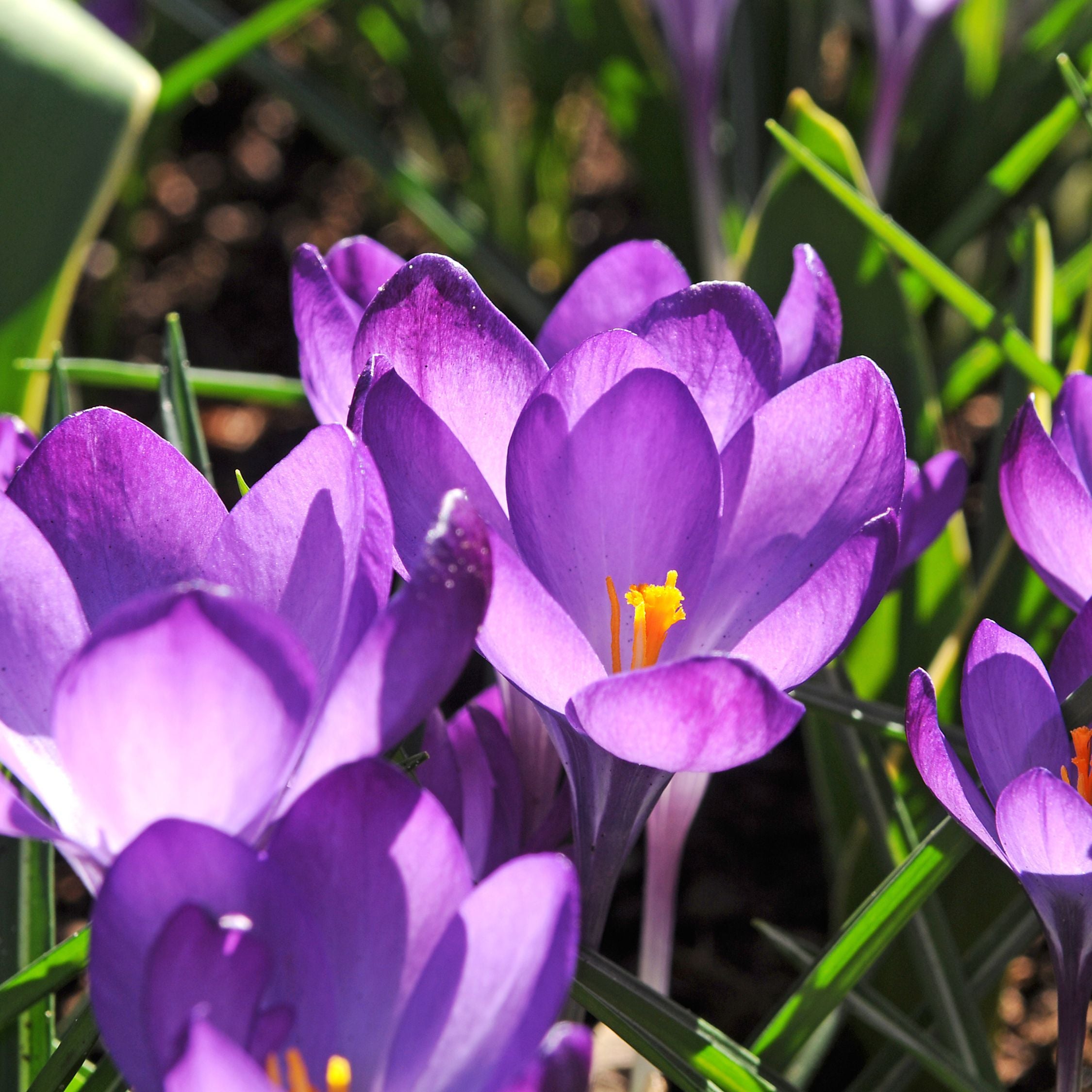 Mix of 50 Shadow Garden Bulbs – Outdoor Plant