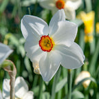 Mix of 50 Shadow Garden Bulbs – Outdoor Plant