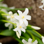 Mix of 50 Shadow Garden Bulbs – Outdoor Plant