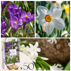 Mix of 50 Shadow Garden Bulbs – Outdoor Plant