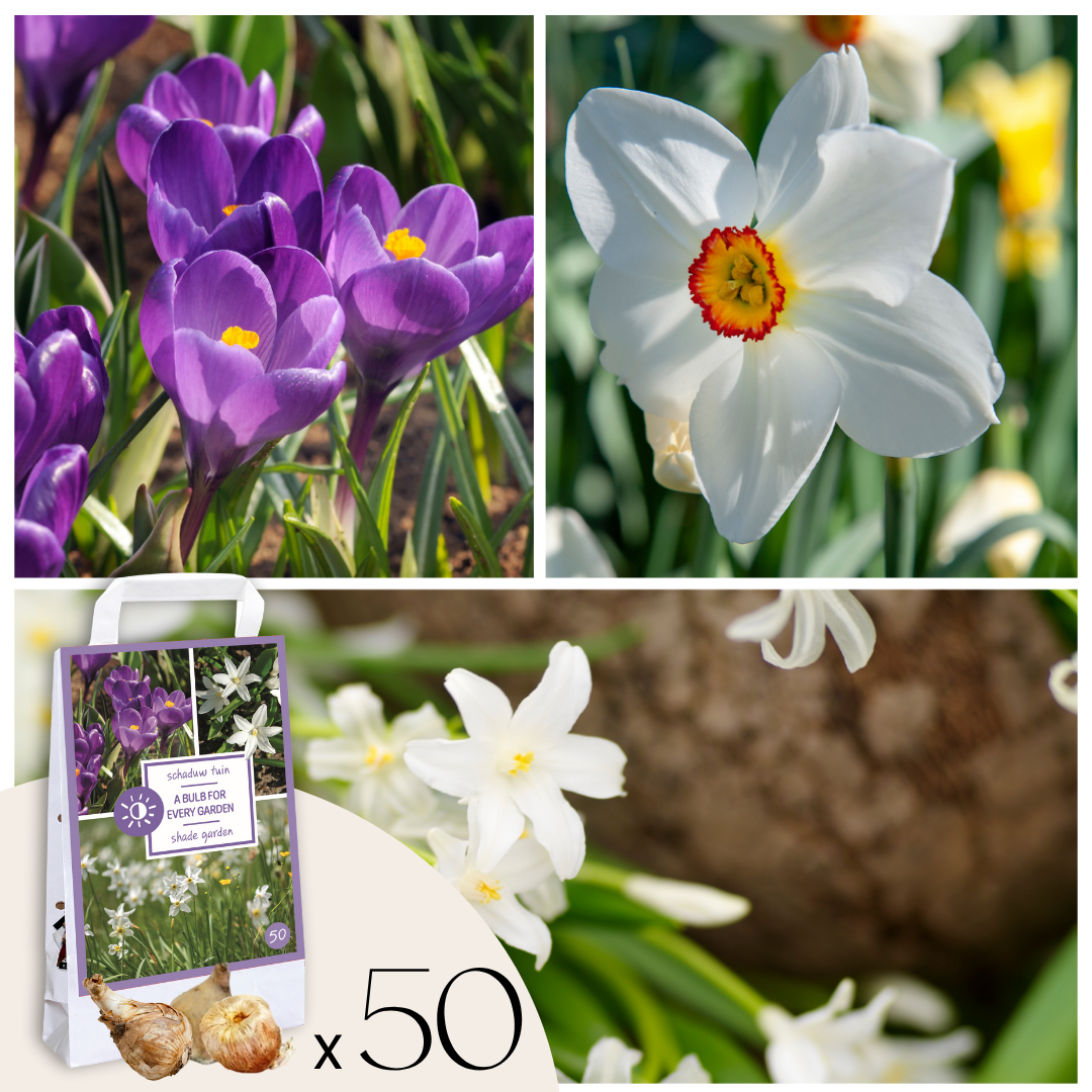 Mix of 50 Shadow Garden Bulbs – Outdoor Plant