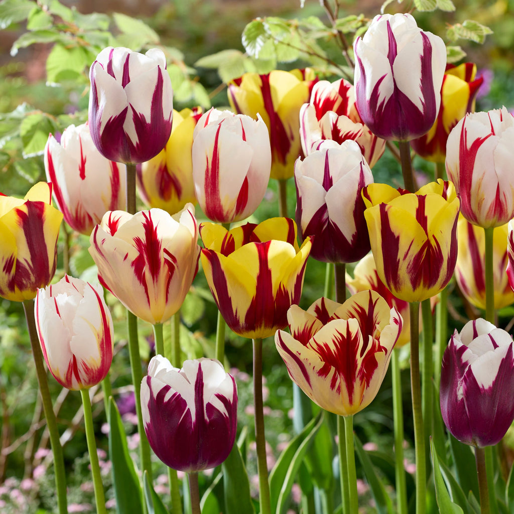 Mélange De 30 Tulipes Flaming Beauty – Plante D'Extérieur