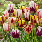 Mélange De 30 Tulipes Flaming Beauty – Plante D'Extérieur