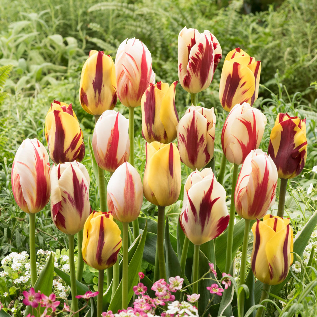 Mélange De 30 Tulipes Flaming Beauty – Plante D'Extérieur