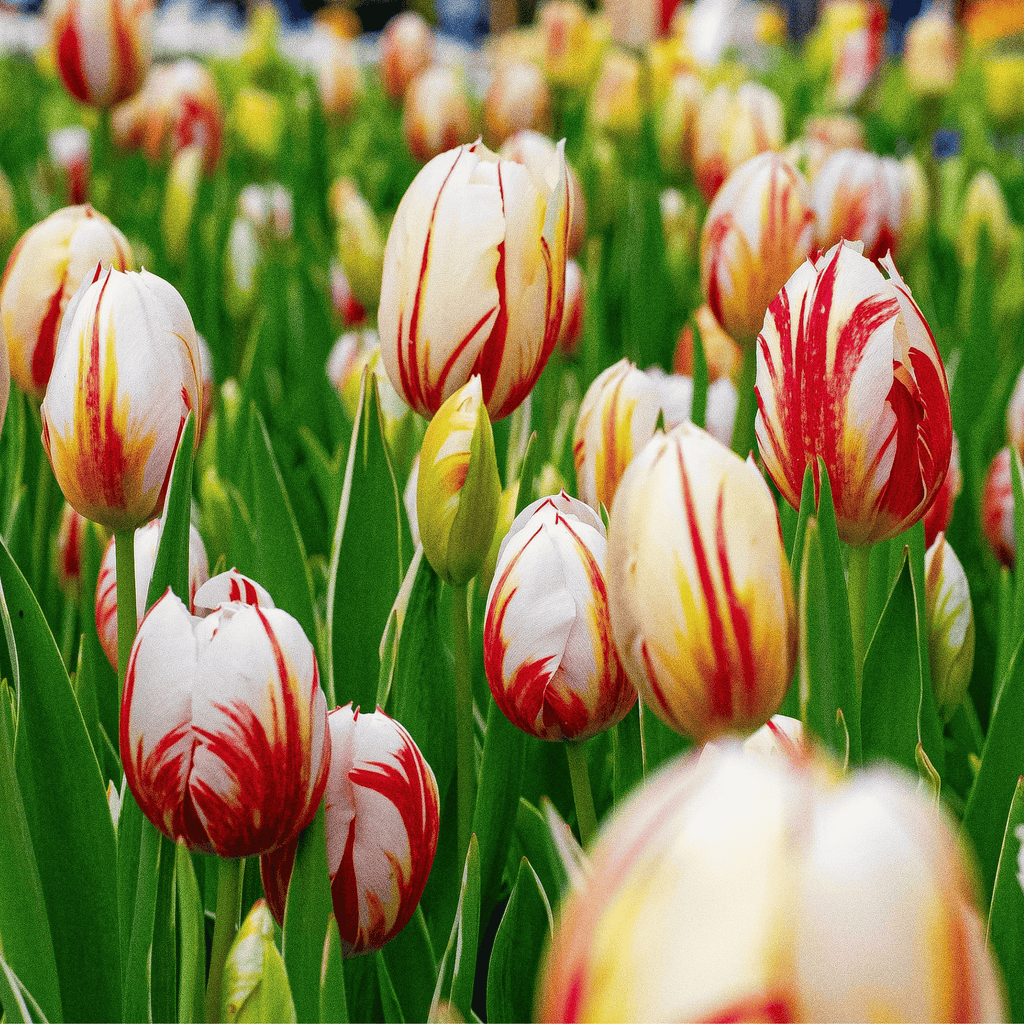 Mélange De 30 Tulipes Flaming Beauty – Plante D'Extérieur