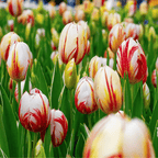 Mélange De 30 Tulipes Flaming Beauty – Plante D'Extérieur