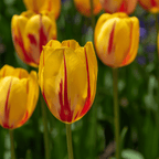 Mélange De 30 Tulipes Flaming Beauty – Plante D'Extérieur