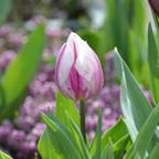 Mélange De 30 Tulipes Flaming Beauty – Plante D'Extérieur