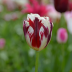 Mélange De 30 Tulipes Flaming Beauty – Plante D'Extérieur