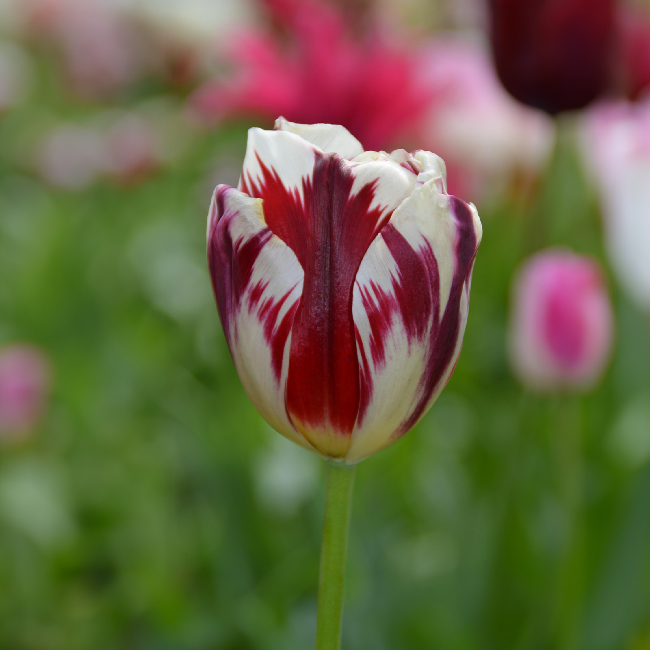 Mélange De 30 Tulipes Flaming Beauty – Plante D'Extérieur