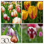 Mélange De 30 Tulipes Flaming Beauty – Plante D'Extérieur