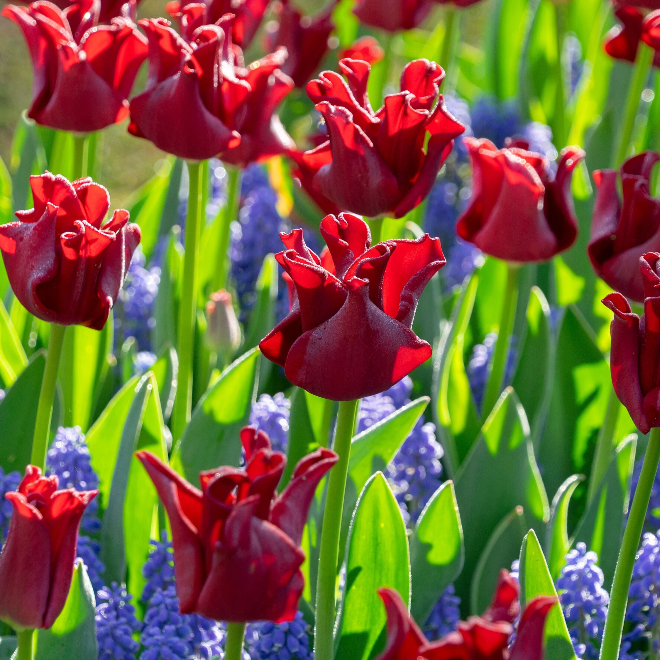 Lot De 10 Tulipes Red Dress – Plante D'Extérieur