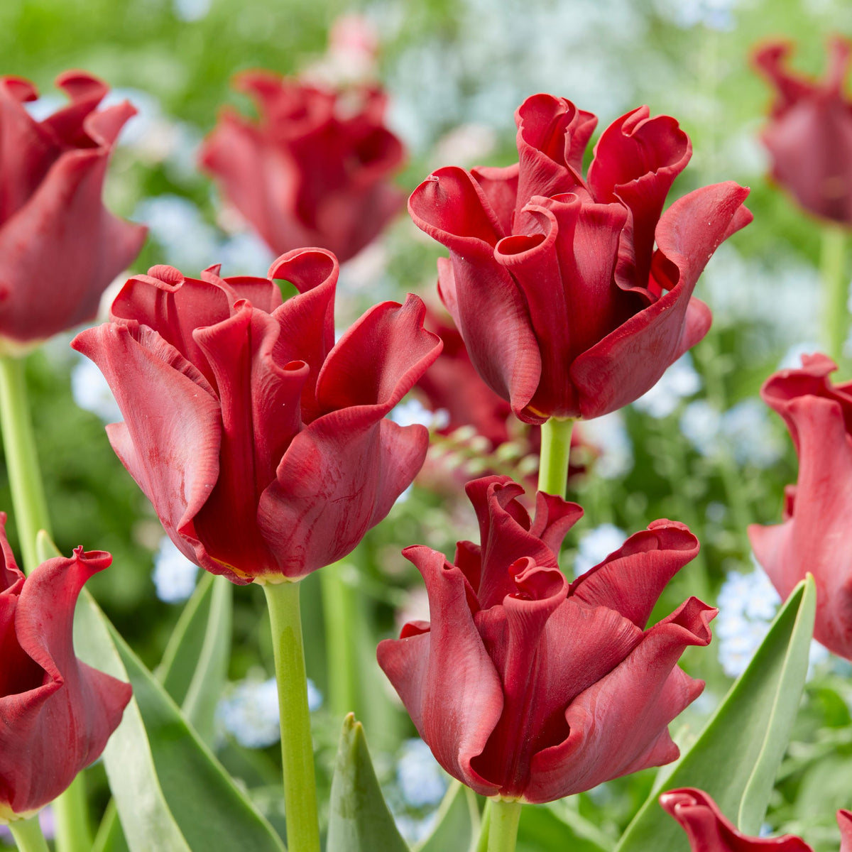 Lot De 10 Tulipes Red Dress – Plante D'Extérieur