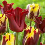 Lot De 10 Tulipes Red Dress – Plante D'Extérieur