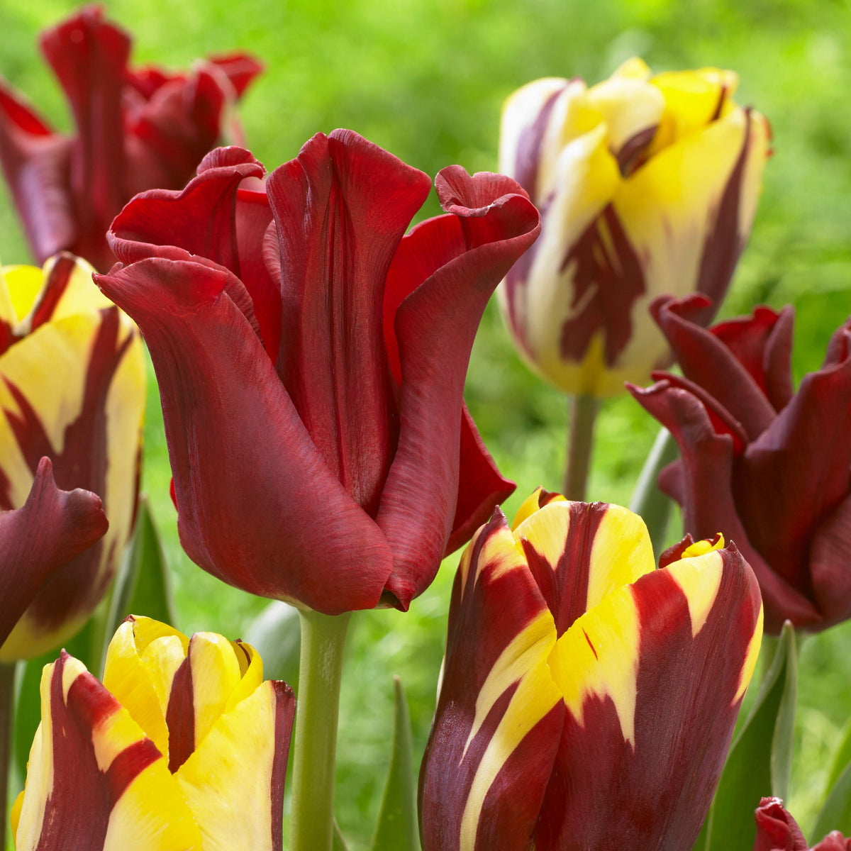 Lot De 10 Tulipes Red Dress – Plante D'Extérieur