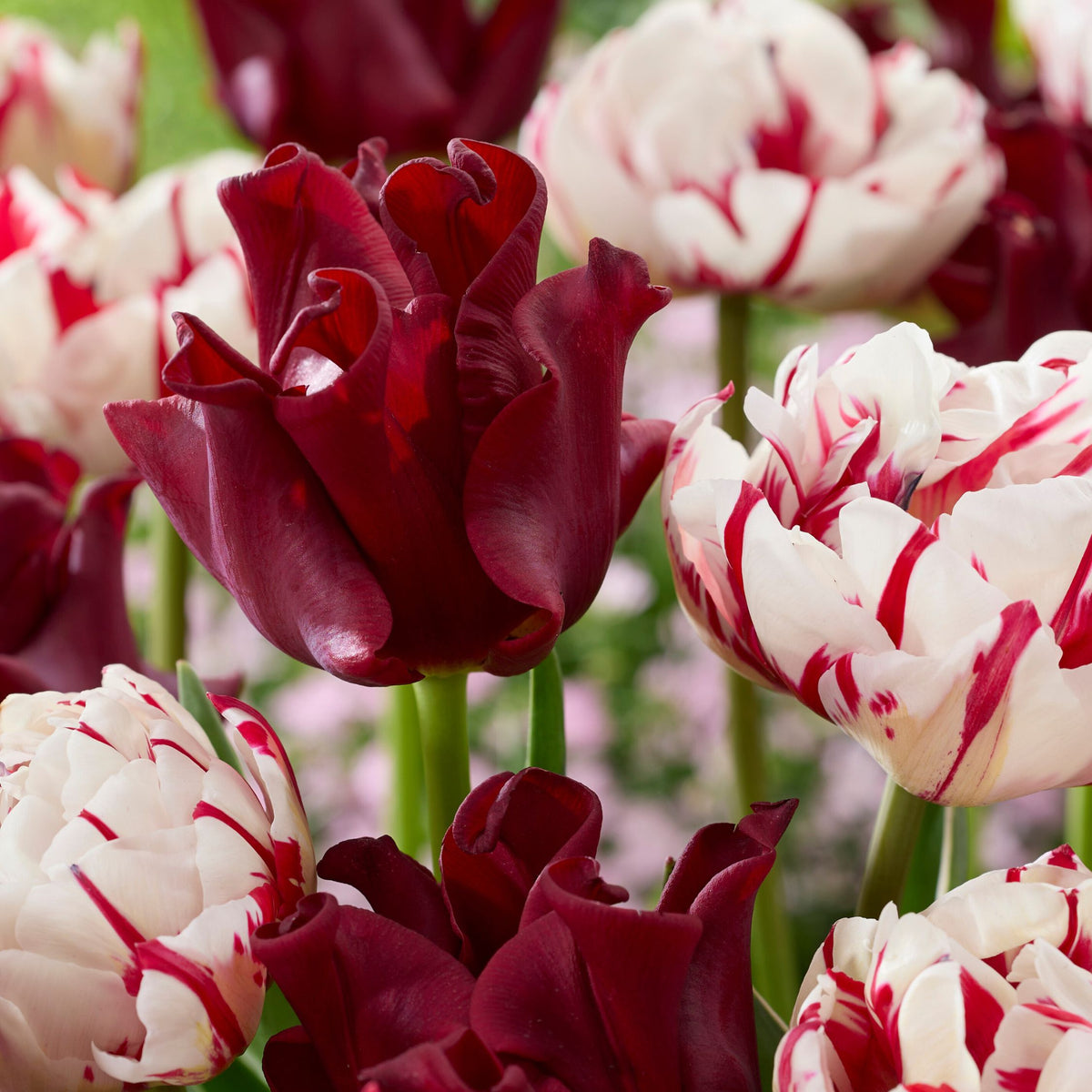 Lot De 10 Tulipes Red Dress – Plante D'Extérieur